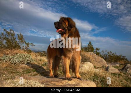 Leonberger im Dienst Stockfoto