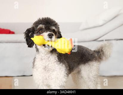 Verspielter Hund mit quietschendem Spielzeug im Mund, der in die Kamera schaut. Süßer flauschiger Welpe Hund mit Plastikente wartet auf den Besitzer zu spielen. Spielzeit für Hunde. minia weiblich Stockfoto