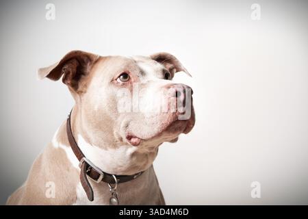 Seniorhund, der auf grauen Hintergrund in die Kamera schaut. Kopfschuss eines großen Hundes mit Zwingernnase aus dem Graben im Schmutz. 13 Jahre alte amerikanische Pitbull te Stockfoto