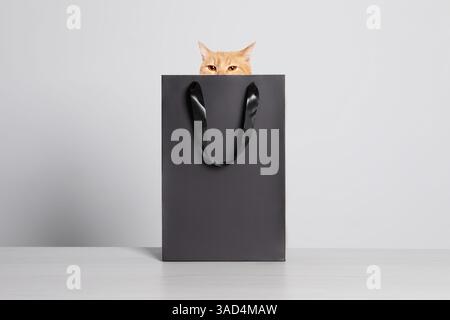 Niedliche Katze, die aus der schwarzen Einkaufstasche auf grauem Hintergrund guckt Stockfoto