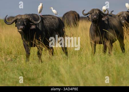 Kap-Büffel mit Rinderreiher auf dem Rücken, Masai Mara, Kenia Stockfoto