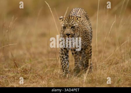 Der weibliche Leopard, bekannt als Falau, der durch die Ebenen geht, Masai Mara, Kenia Stockfoto