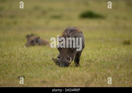 Warzenschwein auf den Tiefseebenen, Masai Mara, Kenia Stockfoto