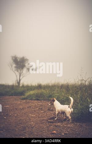 jack Russell Terrier auf der Erkundung Stockfoto