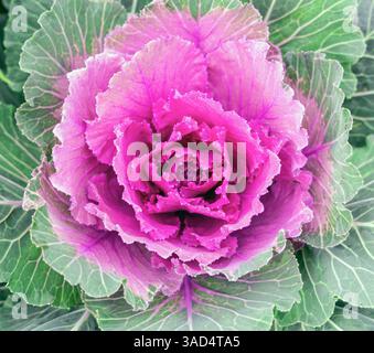 Schöne frische Veilchenkohl-Pflanze hinterlässt Hintergrund. Hochwertige Fotos Stockfoto