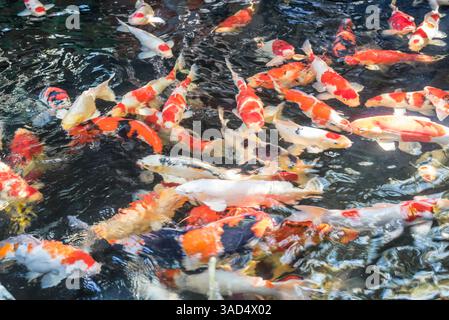 Karpfenfisch oder Karpfenfisch Japanischer Koi oder Koi Fisch genannt ist ein wunderschönes Wassertier oder Wassertier in asien und Japan Stockfoto