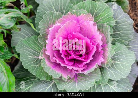 Schöne frische Veilchenkohl-Pflanze hinterlässt Hintergrund. Hochwertige Fotos Stockfoto