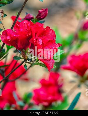 Leuchtend rote Azaleblüten, die in Gruppen mit weichem Hintergrund blühen. Frühlingsgartenstrauch in voller Farbe und natürlichem Licht. Stockfoto