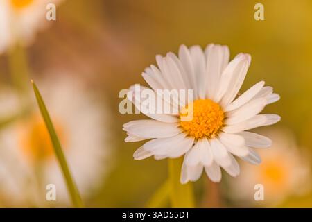 Wunderschöne Gänseblümchen Blumen Nahaufnahme blüht im Herbst Bokeh unscharf Garten bunte Blütenblätter natürliche saisonale Natur Hintergrund schöne florale Szene Stockfoto