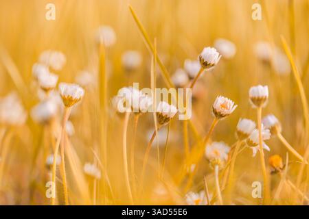 Wunderschöne Gänseblümchen Blumen Nahaufnahme blüht im Herbst Bokeh unscharf Garten bunte Blütenblätter natürliche saisonale Natur Hintergrund schöne florale Szene Stockfoto