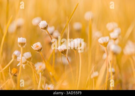 Wunderschöne Gänseblümchen Blumen Nahaufnahme blüht im Herbst Bokeh unscharf Garten bunte Blütenblätter natürliche saisonale Natur Hintergrund schöne florale Szene Stockfoto