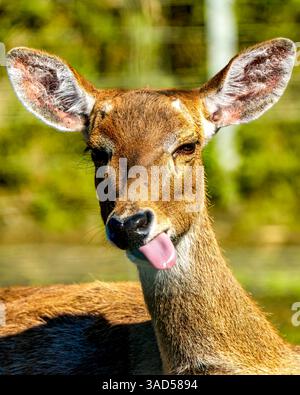 Ein kurioser Eldenhirsch (Rucervus eldii) steht in hellem Licht mit einer Zunge, die vor einer üppigen grünen Kulisse hochsteht Stockfoto