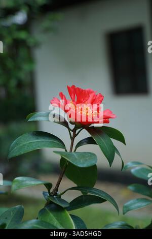 Nahaufnahme einer roten Blume in Blüte mit glänzend grünen Blättern, vor einem weichen Hintergrund einer weißen Wand und eines Fensters, die friedliche Gefühle weckt. Stockfoto