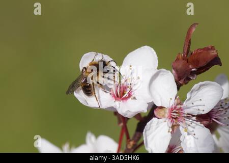 Männliche Tawny Bergbaubiene (Andrena fulva), Familie Andrenidae auf Blüten des Prunus cerasifera Pissardii Baumes. Dutch Garden, Frühling, Niederlande, April. Stockfoto