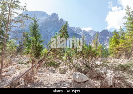 Berglandschaft mit felsigem Gelände und immergrünen Bäumen im Vordergrund. Hoch aufragende Gipfel erheben sich gegen einen leuchtend blauen Himmel und schaffen einen markanten Kontrast Stockfoto