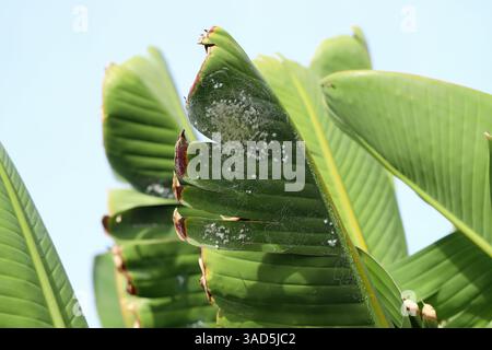 Grünes Blatt mit Schädlingskolonie darunter. Whitefly, Familie Aleyrodidae. Pflanzenschädlinge. Stockfoto