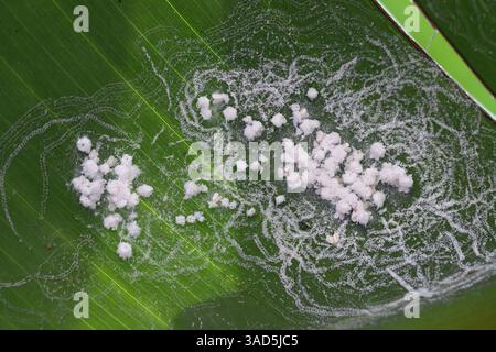 Whiteflyes Insekten, Familie Aleyrodidae. Kolonie, Gruppenlarven und Erwachsene ernähren sich von den Unterseiten des Pflanzenblattes. Stockfoto
