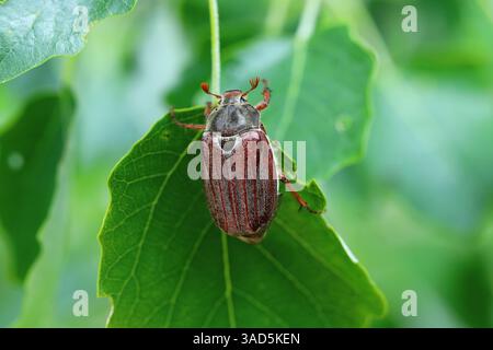 Gewöhnlicher Hahnenjäger, Maikäfer, Melolontha melolontha, auf Blatt im Garten. Stockfoto