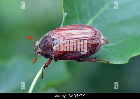 Gewöhnlicher Hahnenjäger, Maikäfer, Melolontha melolontha, auf Blatt im Garten. Stockfoto