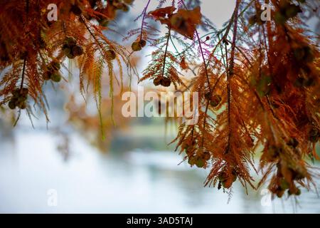 Nahaufnahme des leuchtenden roten und orangen Herbstlaubs, einer Roten Zypresse. Ein wunderschönes Detail der kräftigen Farben und Texturen der Herbstsaison. Stockfoto