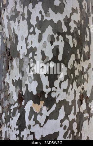 Nahaufnahme der Platanen-Baumrinde mit ihrem markanten melierten Muster und ihrer Struktur. Eine detaillierte Ansicht der natürlichen Oberfläche dieses Baumes. Stockfoto