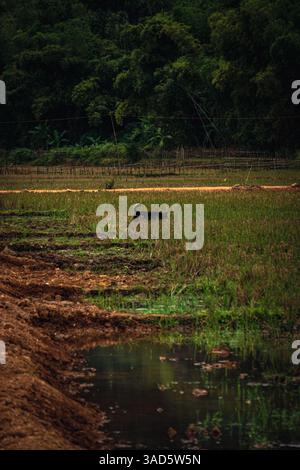 Ein Hund, der durch ein grasbewachsenes Feld in Mai Chau, Vietnam, läuft Stockfoto