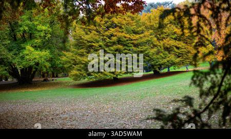 Der Herbst im Parco del Valentino, Turin, Italien, zeigt leuchtende Herbstfarben auf den Bäumen. Gefallene Blätter sind über den Boden verstreut in diesem Friedensfu Stockfoto