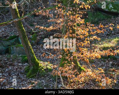 Goldenes Laub fängt das Sonnenlicht in einem ruhigen schwedischen Wald ein, wo moosige Bäume zwischen verstreuten Felsen und gefallenen Blättern stehen und ein friedliches n schaffen Stockfoto