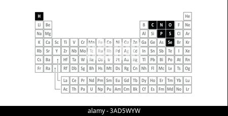 Nichtmetalle, Periodensystem der Elemente. Kohlenstoff, C -Stickstoff, N, Sauerstoff, O, Phosphor, P, Schwefel, S, Selen, SE und Halogene, H, die Edelgase und Stockfoto
