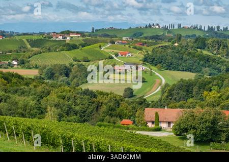 Weinberge in der Weinregion Jeruzalem in Ostslowenien Stockfoto