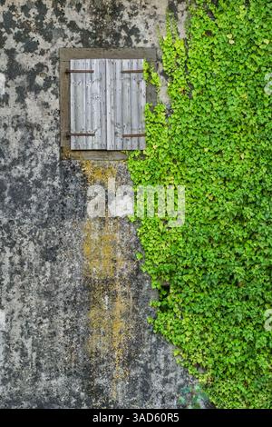 Holzfenster mit Fensterläden, geschmückt von kriechenden Feigenreben, an einer alten verwitterten Wand Stockfoto