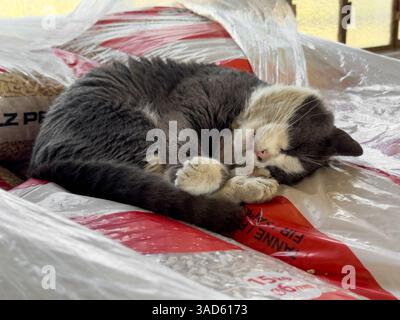 Graue und weiße Katze, die friedlich auf Plastiktüten mit Holzpellets schläft, genießt Wärme und Komfort in Innenräumen Stockfoto