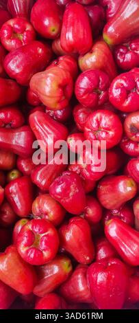 Ein Stapel frischer reifer Java-Apfel oder malaiischer Apfel oder semarang-Rosenapfel oder Wachsapfel oder Jambu-Luft wird wunderschön dargestellt. Stockfoto