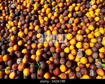 Großer Haufen überreifer, bräunlich-orangener Früchte, die auf dem Boden verstreut sind und den natürlichen Zerfallsprozess von Zitrusfrüchten zeigen, ideal für die Landwirtschaft, Stockfoto