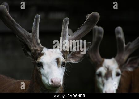 2 Hirsche in Samt Stockfoto