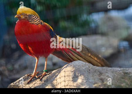 Ein männlicher goldener Fasan (Chrysolophus Pictus) auf einem Felsen in einer Ausstellung im Bronx Zoo, New York, USA Stockfoto