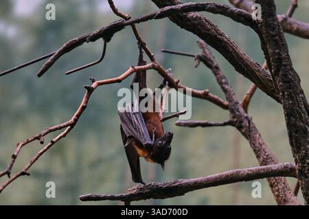 Eine Rodrigues-Fruchtfledermaus hängt an einem Zweig und blickt in Bewegung nach vorne Stockfoto