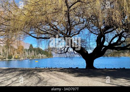 Goldene Zweige tanzen in der Brise – ein ruhiger Blick auf den See unter Neuseelands Herbsthimmel. Stockfoto