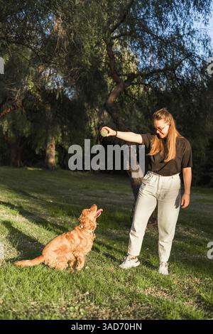 Eine Frau steht in einem leuchtend grünen Park und beschäftigt sich mit ihrem Cocker Spaniel. Sie hält ein Spielzeug in der Hand, während der Hund aufmerksam sitzt und seinen Gastrott präsentiert Stockfoto