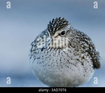 Holzsandpiper (Tringa glareola) Nahaufnahme im Frühjahr. Stockfoto