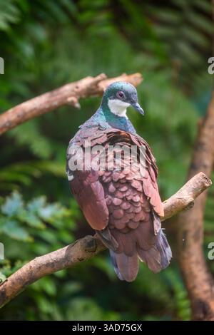 Negros Bleeding-Heart Dove (Gallicolumba keayi) ist ein bedrohter Bodenvogel, der auf den philippinischen Inseln Negros und Panay endemisch ist. Stockfoto
