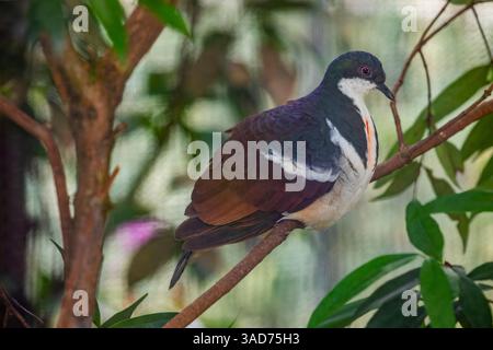 Negros Bleeding-Heart Dove (Gallicolumba keayi) ist ein bedrohter Bodenvogel, der auf den philippinischen Inseln Negros und Panay endemisch ist. Stockfoto