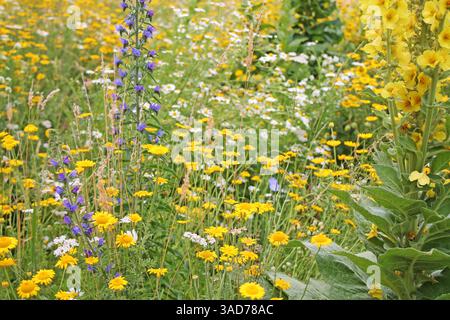 Feld mit gelben wilden Sommerblumen aus nächster Nähe. Stockfoto