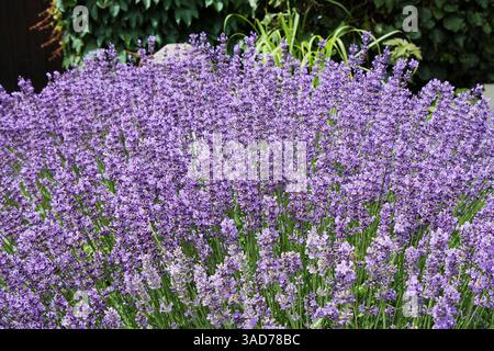 Nahaufnahme des Lavendelbusches. lavandula angustifolia wächst im Garten. Stockfoto