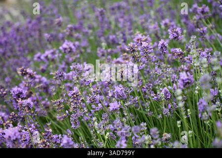 Nahaufnahme des Lavendelbusches. lavandula angustifolia wächst im Garten. Stockfoto