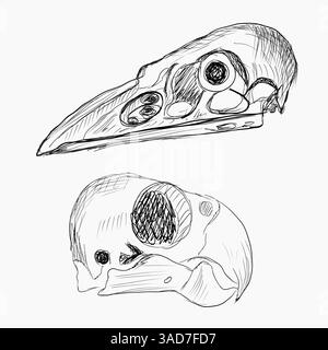 Set Skelette von Vögeln, Schädel. Schwarz-weiß geätzte Vintage-Kunst. Tinte gezeichnetes Ghotic Clipart für Aufkleber, Tätowierung, Druck. Vogelschädel mit großem Schnabel. Remai Stock Vektor