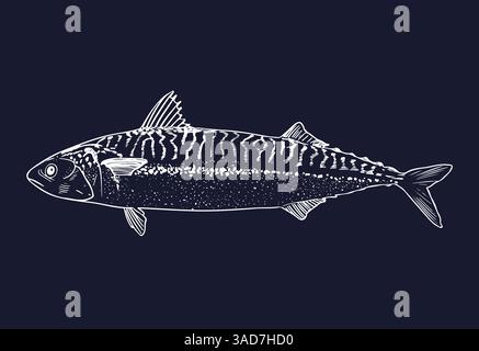 Makrelenfische isoliert auf weißer Farbe auf dunklem Hintergrund. Skizze detailliert Stock Vektor