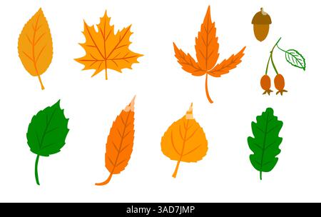 Set von herbstlichen hellen Blättern isoliert, Herbstbotanik Stock Vektor