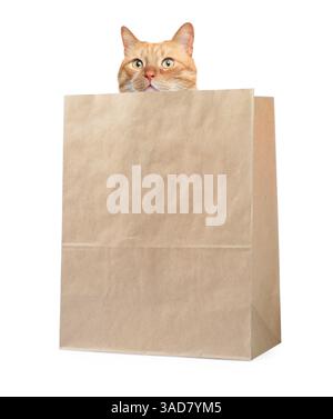 Niedliche Katze, die aus der Papiertüte auf weißem Hintergrund guckt Stockfoto