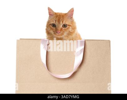 Niedliche Katze, die aus der Einkaufstasche auf weißem Hintergrund guckt Stockfoto